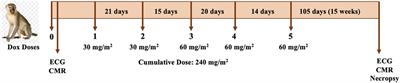 Long-term QT prolongation in monkeys after doxorubicin administration at doses similar to breast cancer therapy